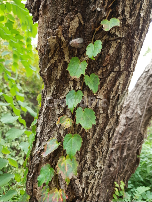 나무줄기,plant,식물,tree,나무,treetrunk,곤충,식물,자연,plants,nature