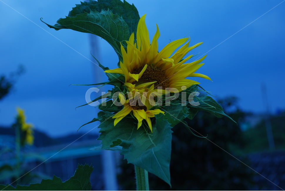 해바라기,가을,식물,flower,꽃,plant,식물,자연,plants,nature,꽃,flower