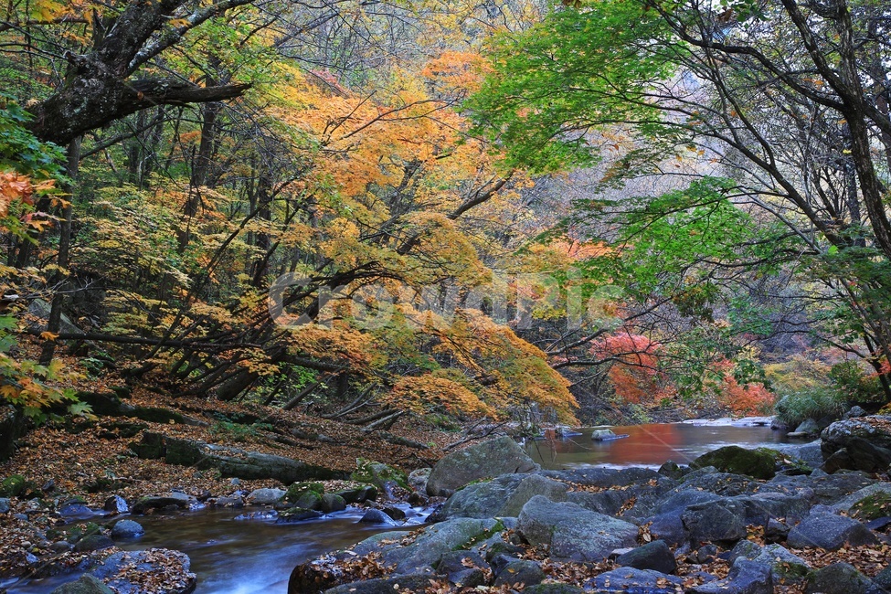water,물,nature,outdoors,옥외,waterfall,폭포,tree,나무,plant,식물,leaf,잎,stream,흐름,물흐름,강원도,인제,방태산,방태산폭포,방태산가을,단풍,단풍잎,가을,추색,만추,낙엽,계곡,경치,경관,풍경,인제가을