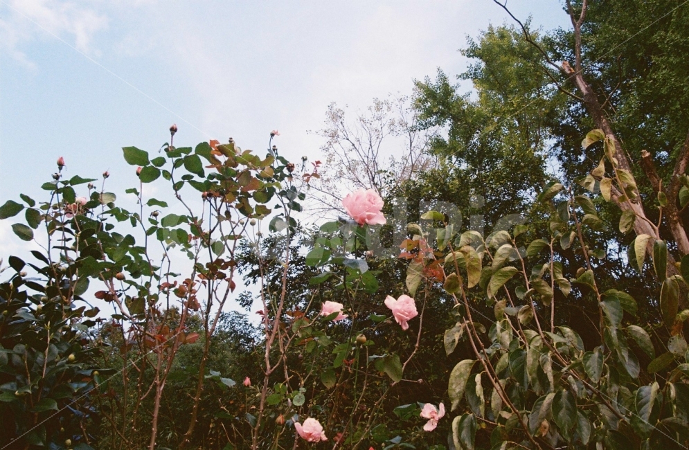 ​필름사진,아날로그,film,감성사진,우울,여행,여성적,칙칙함,느긋함,zaheun,효신,하늘,꽃,식물,자연,plants,nature,꽃,flower