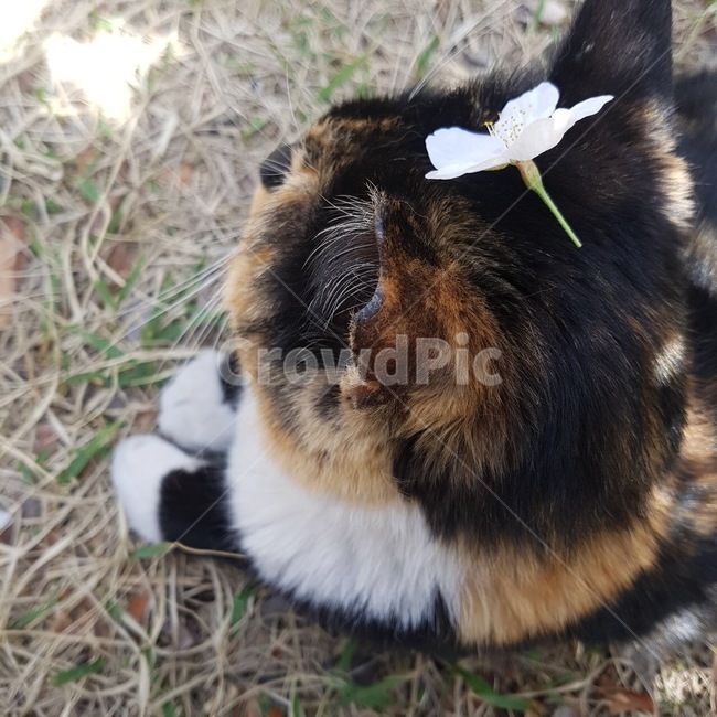 고양이,cat,봄,햇빛,꽃,동물,animal,포유류,mammal,고양이,cat,kitten,kitty