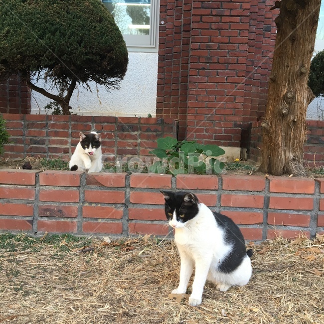 고양이,길고양이,길냥이,동물,귀여운,동물,animal,포유류,mammal,고양이,cat,kitten,kitty