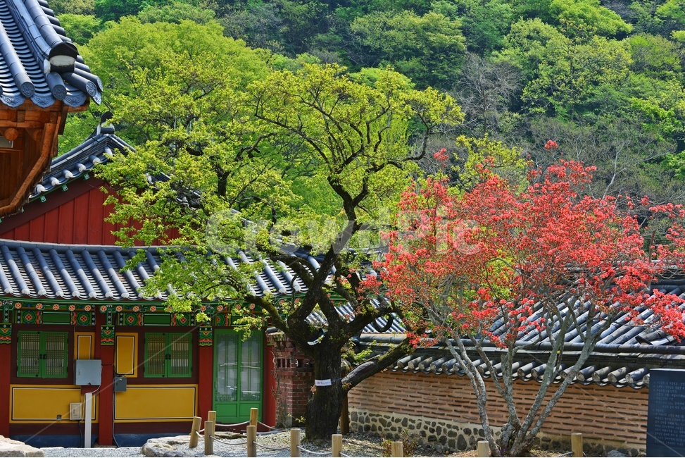 roof,지붕,장성,백양사,백양사봄,연두색,plant,식물,tree,나무,nature,자연,outdoors,옥외,철쭉,철쭉꽃