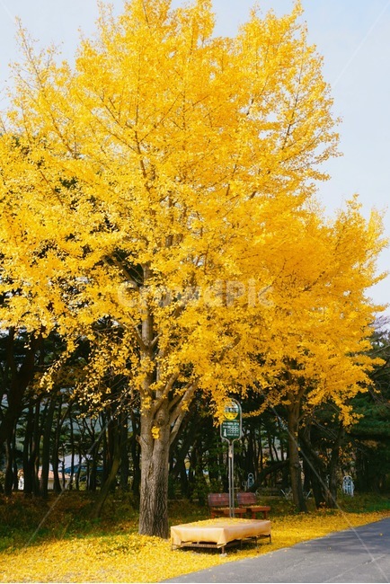 옥산서원,버스정류장,은행나무,단풍,낙엽,가을,계절,fall,autumn,season,tree,나무,plant,식물