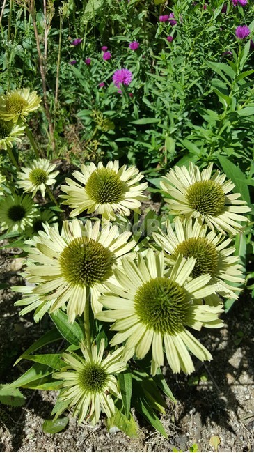 자연,꽃,연두색,국화과,초록,식물,자연,plants,nature,꽃,flower