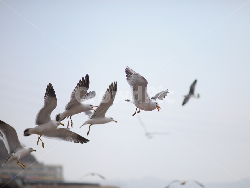갈매기,과자,날개,하늘,바다,동물,animal,조류,새,birds
