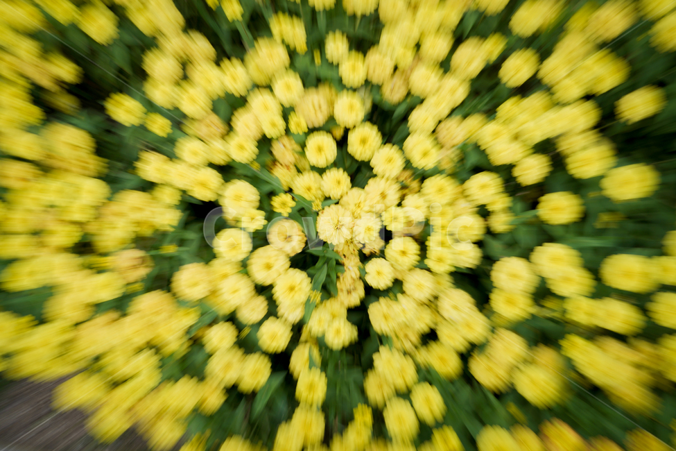 꽃,정원,노란꽃,봄,여름,주밍,순천만정원,노랑,꽃,flower,연출,컨셉,콘셉,direction,concept