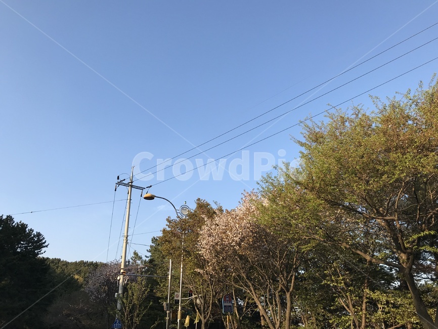 공원,숲,파란하늘,하늘,나무,푸른하늘,푸른,산,상쾌,공기,산소