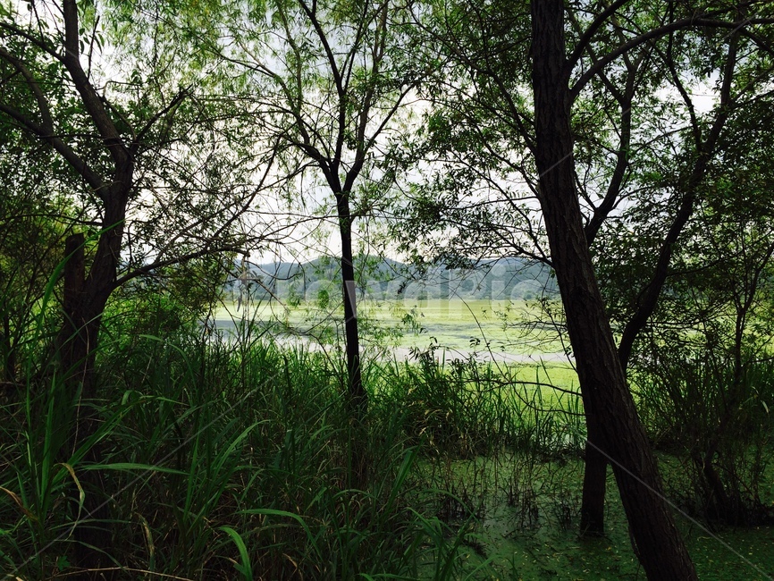 창녕,우포늪,창녕우포늪,자연명소,자연,명소,나무,초록,푸른,생태체험장,swamp,nature,sights,tree,green,자연,풍경,nature,landscape,land,땅,outdoors,옥외,water,물