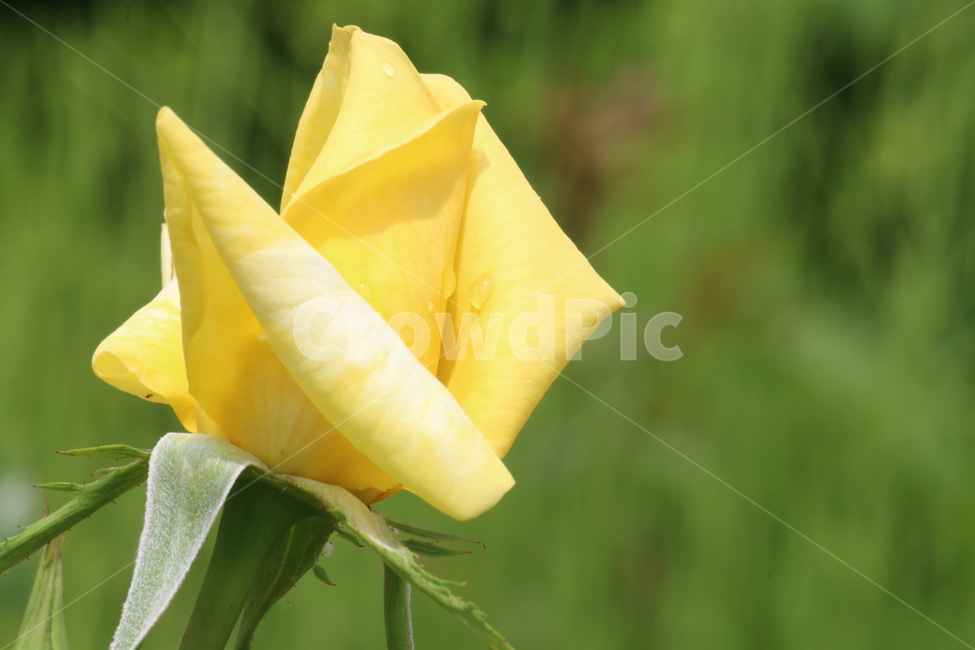 꽃,장미,야생화,자연,옐로우,노랑,튤립,정원,식물,자연,plants,nature,꽃,flower