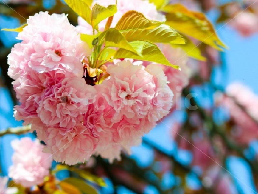 spring,Double cherry blossoms,spring photo,sight,picture,Yoshino cherry blossoms