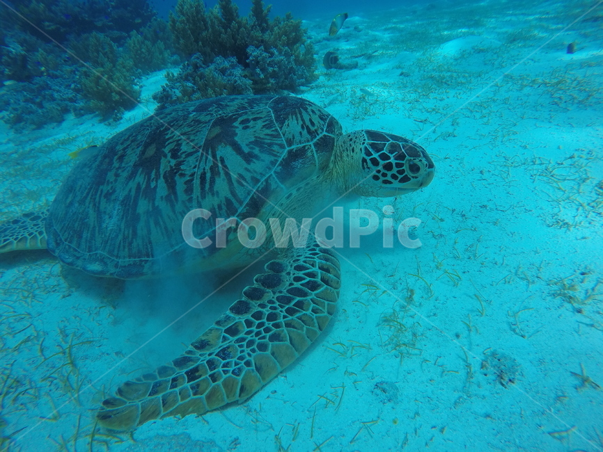 바다,sea,underwater,scuba,scubadiving,skinscuba,스킨스쿠버,스쿠버다이빙,수중사진,수중촬영,거북이,turtle,동물,animal,파충류,양서류,reptile,amphibian