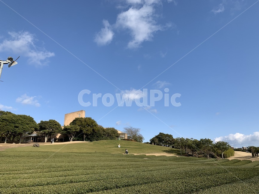 녹차,녹차밭,greentea,그린티,field,herb,허브,풀,grass,자연,풍경,nature,landscape,들,outdoors,옥외,잔디,plant,식물