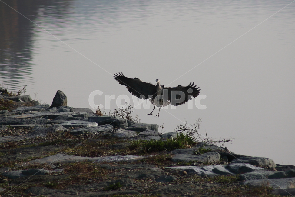 왜가리,새,대형조류,야생동물,heron,철새,동물,animal,조류,새,birds
