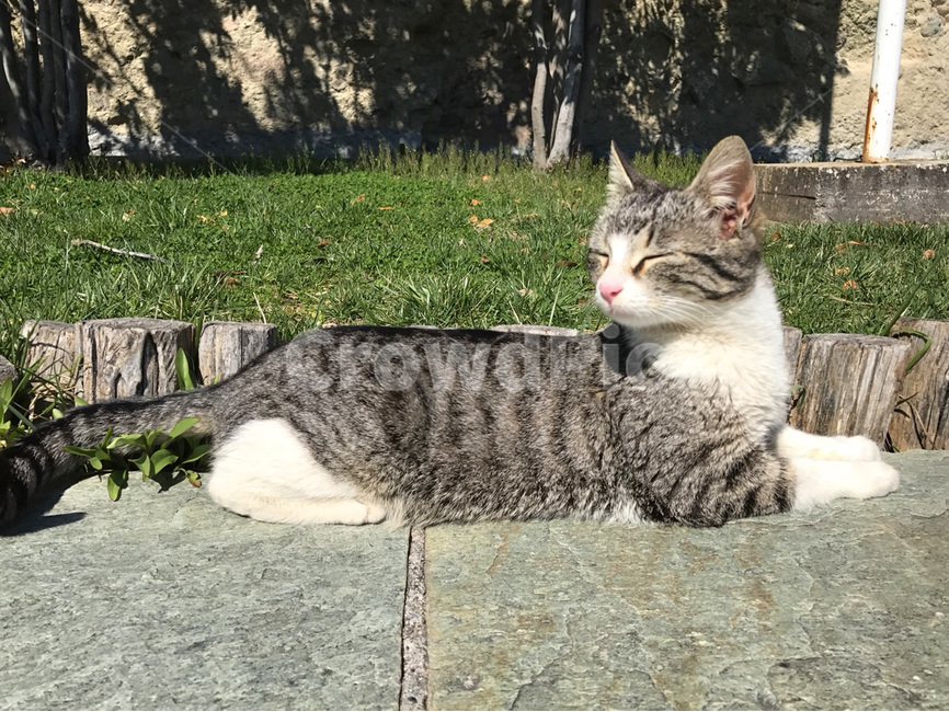 고양이,졸고있는,길고양이,animal,애완동물,pet,포유류,cat,눈감은,햇빛,sunlight,liedown,lying,outdoor,wild,wildlife,wildcat,야생동물,동물,길냥이,야생고양이,야외,outdoors