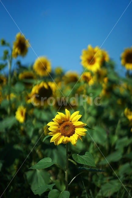 해바라기,식물,꽃,자연,하늘,여름,계절,summer,season,식물,자연,plants,nature,꽃,flower,plant,blossom