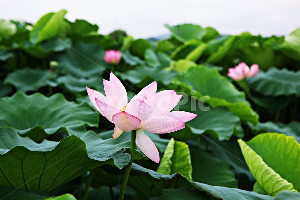 연꽃,꽃,연잎,관곡지,연근,생태