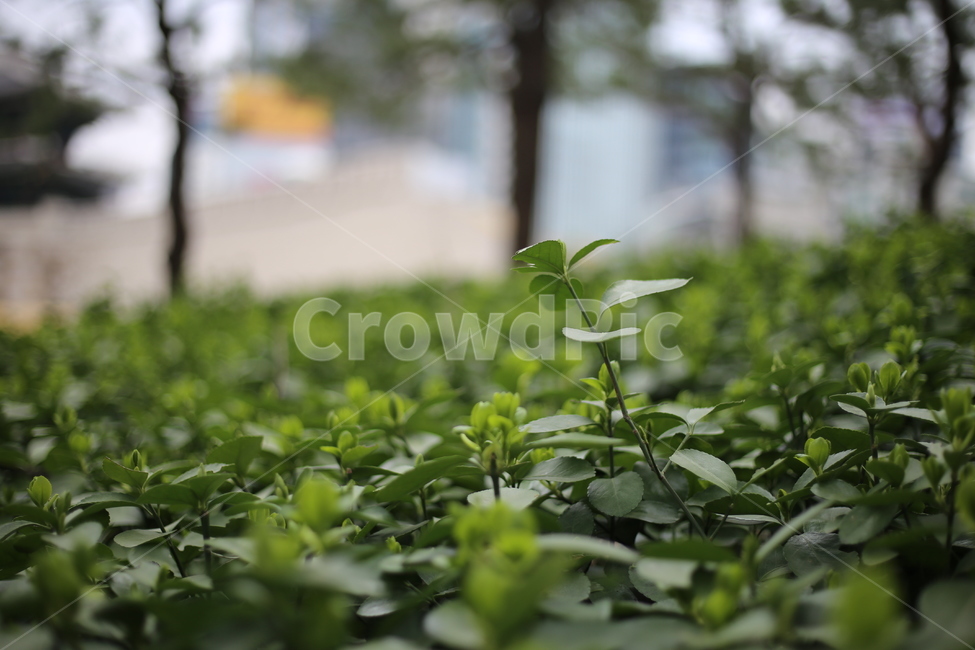 plant,식물,pottery,도기류,vase,jar,화분,pottedplant,병장식,항아리,planter,파종기,herbs,허브