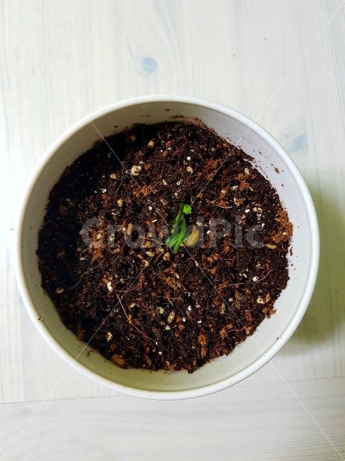 봄,생명,새싹,따뜻함,식물,사랑,작은,씩씩함,땅콩,개강,시작,활기찬,식물,자연,plants,nature