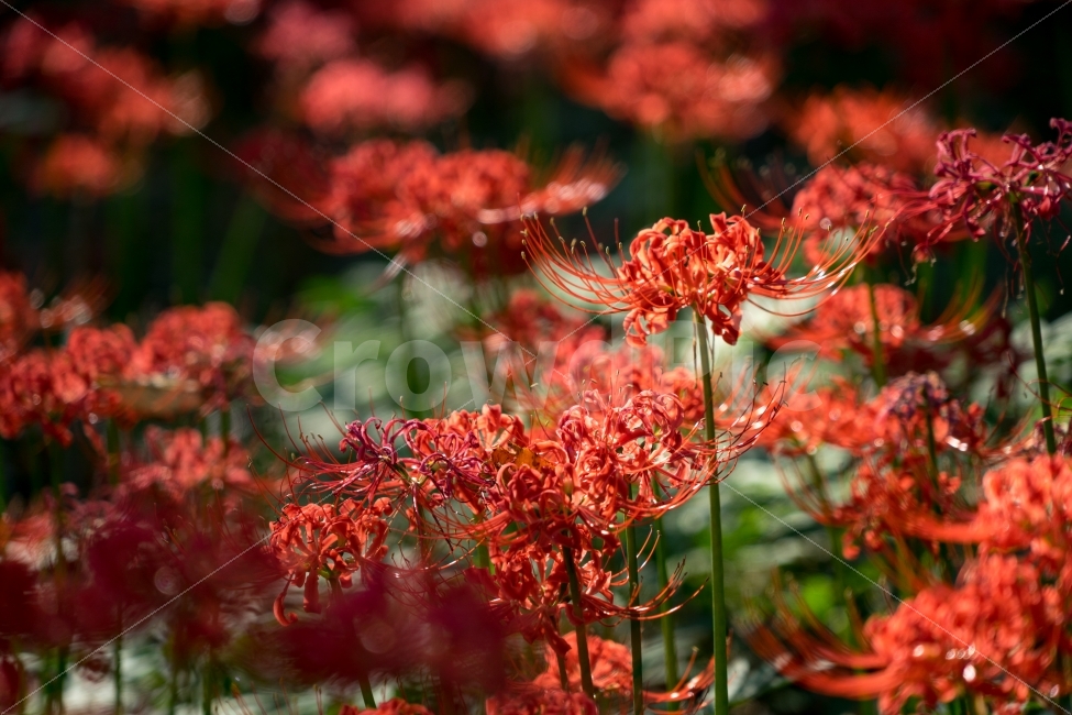 	꽃,꽃무릇,상사화,자연,식물,가을,식물,자연,plants,nature,꽃,flower,감성,sensible,feeling