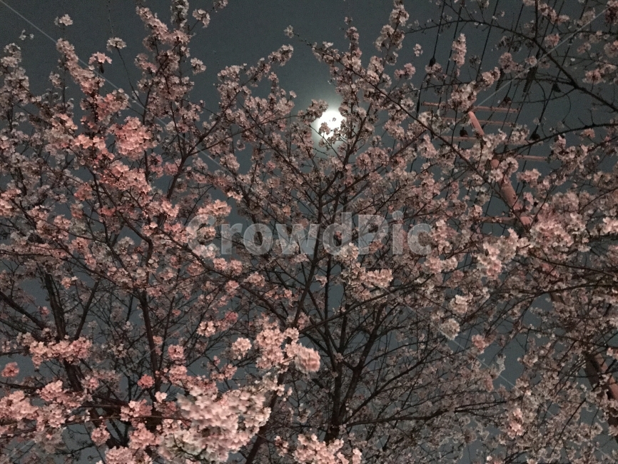 봄,벚꽃,벚꽃놀이,밤풍경,달,꽃,봄바람,분홍,달빛,봄,계절,spring,season,야경,밤,풍경,nightscape,night,landscape,식물,자연,plants,nature,꽃,flower,plant,blossom
