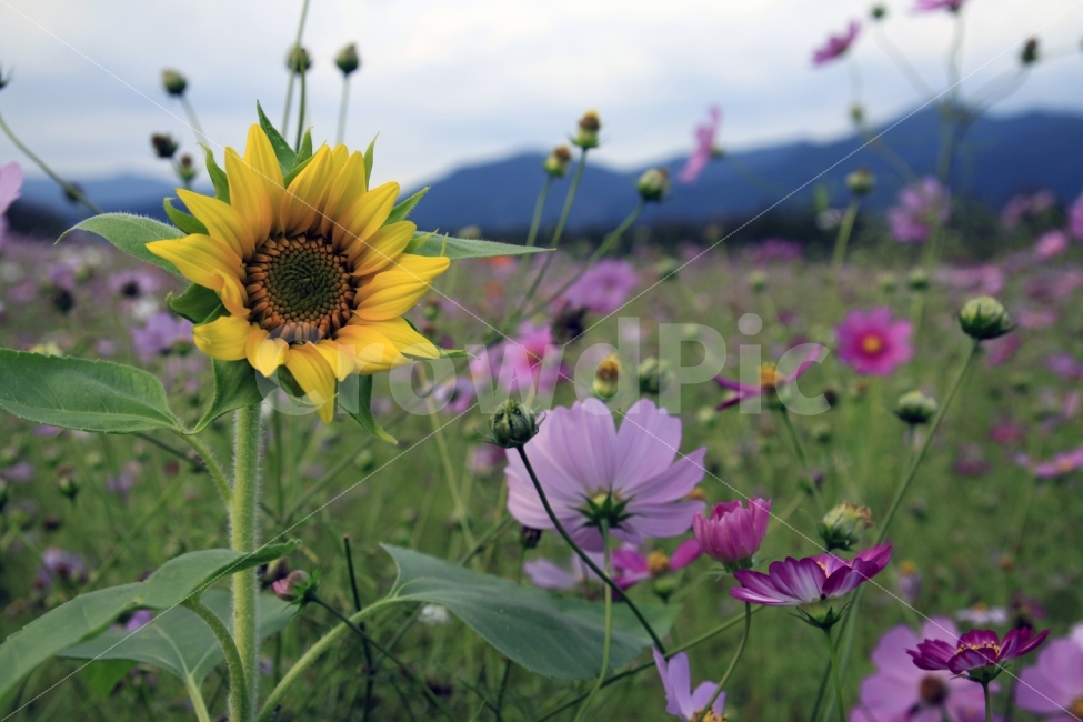 코스모스,가을,가을노래,가을여행,사랑,감사,희망,꽃,꽃사진,fall,autumn,season,plants,nature,flower,해바라기,가을,계절,fall,autumn,season,식물,자연,plants,nature,꽃,flower,plant,blossom