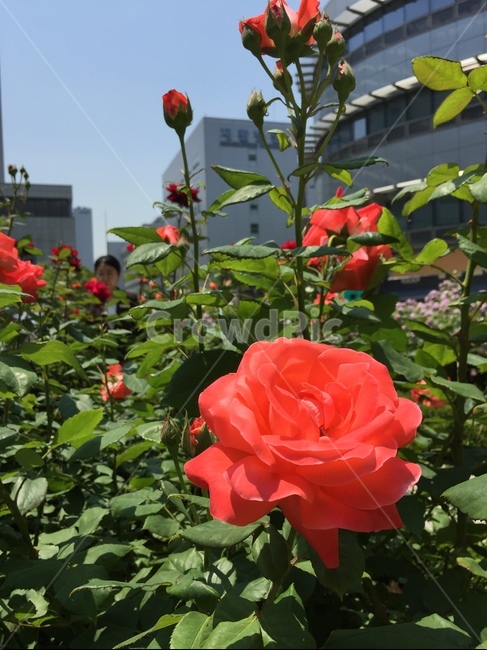 장미,5월,장미꽃,싱그러움,봄