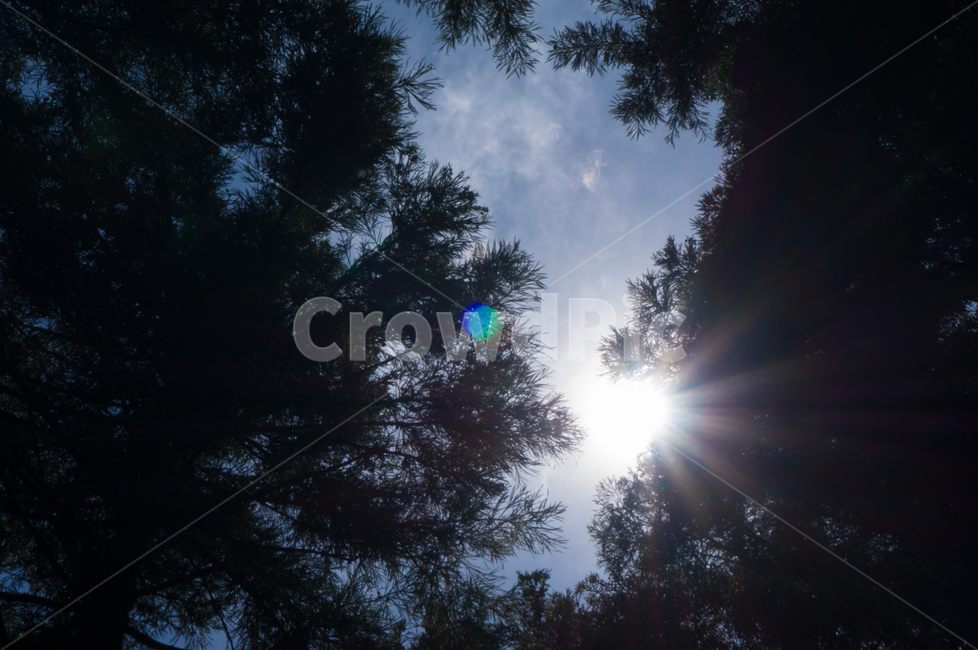 sun,lights,sky,nature,태양,빛,시선,자연