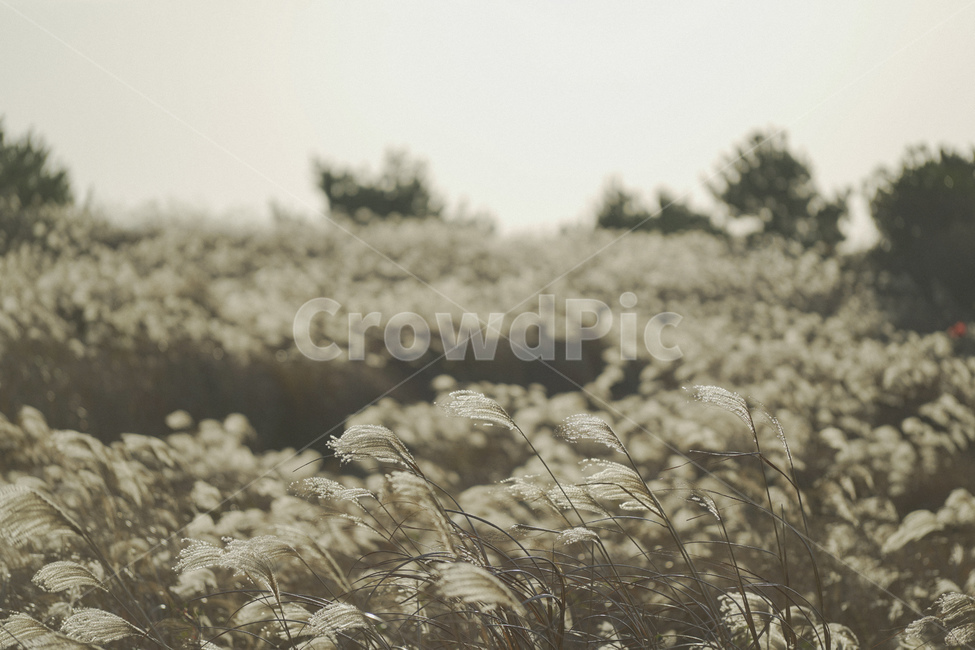 억새,제주,오름,jeju,풀,가을,자연,풍경,nature,landscape,grass,잔디,plant,식물,lawn,reed,갈대