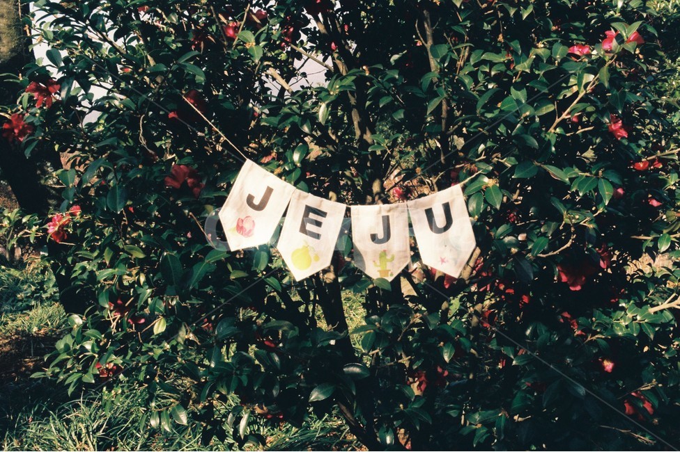 제주,동백꽃,jeju,꽃,flower,가랜드,풍경,나무,tree,제주도,jeju,jeju island,감성,sensible,feeling,text,본문