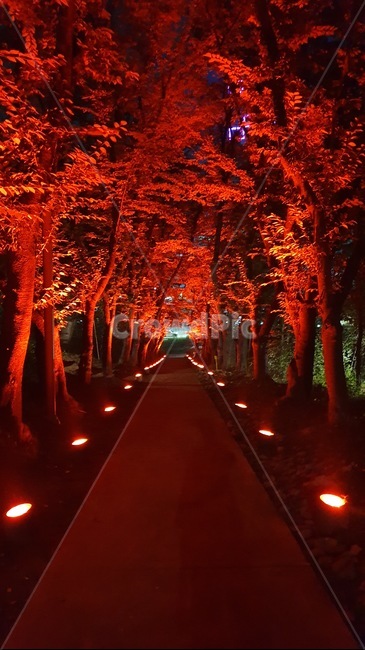 데이트코스,야경,산책,분위기,감성,숲,영종도,공원,mood,forest,park