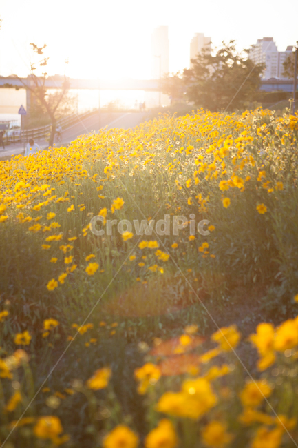 한강,한강고수부지공원,들판,꽃판,코스모스,노란코스모스,가을,계절,fall,autumn,season,식물,자연,plants,nature,꽃,flower,휴식,힐링,rest,relaxation,healing,outdoors,옥외,grassland,목초지,field,들,farm,농장,rural,농촌,meadow