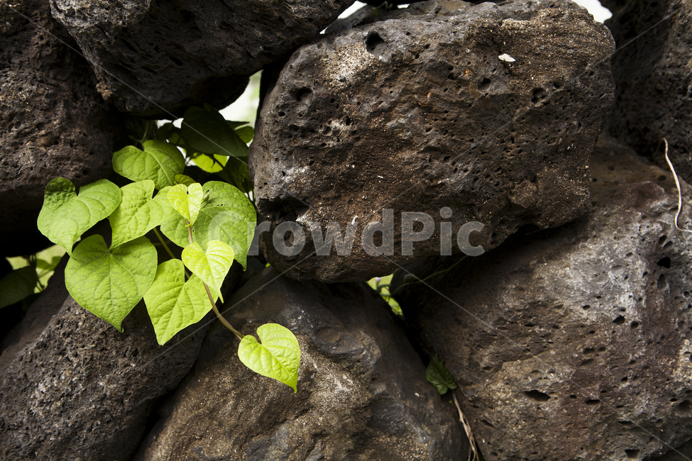 식물,돌,돌담,담쟁이,담재이덩쿨,plants,stonewall,ivy