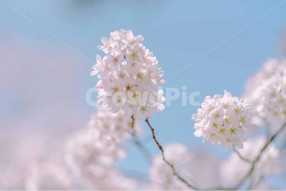 봄,벚꽃,벚나무,꽃잎,경주,봄,계절,spring,season,식물,자연,plants,nature,꽃,flower,감성,sensible,feeling,plant