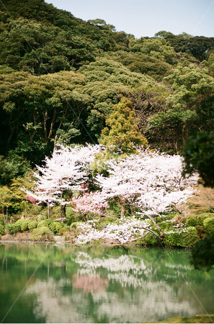 plant,식물,flower,blossom,꽃