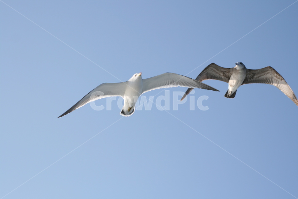 새,flying,animal,동물,갈매기,seagull,동물,animal,조류,새,birds