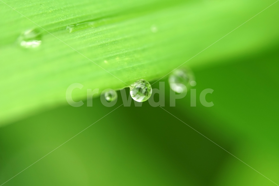 물방울,빗방울,이슬,식물,이파리,자연,비,비온후,아침,흐림,nature,waterdrop,raindrop,빗물,풀,풀잎,접사,macro,감성,감성사진,힐링,힐링사진,느낌,분위기,신비,신비한,신비로운,유리,구슬,투명한,투명,유리구슬,싱그러운,싱그럽다,싱싱한,싱싱하다,물기,수분,축축한,축축하다,축축,젖은,젖다,한국자연,한국의자연,snap,snapshot,스냅,스냅사진,스넵,스넵사진,풍경,landscape,시골,country,비,비오는날,rain,rainy,식물,자연,plants,nature