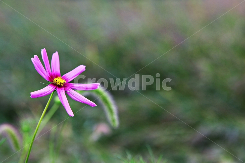 코스모스,꽃,꽃잎,들꽃,식물,가을꽃,가을,공원,자연,식물,자연,plants,nature,꽃,flower