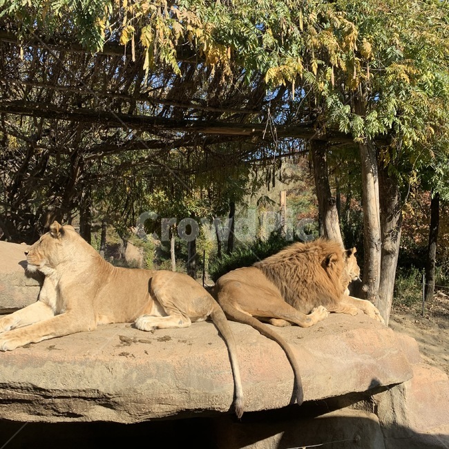 animal,동물,lion,사자,mammal,포유류,wildlife,야생동물,암사자,숫사자