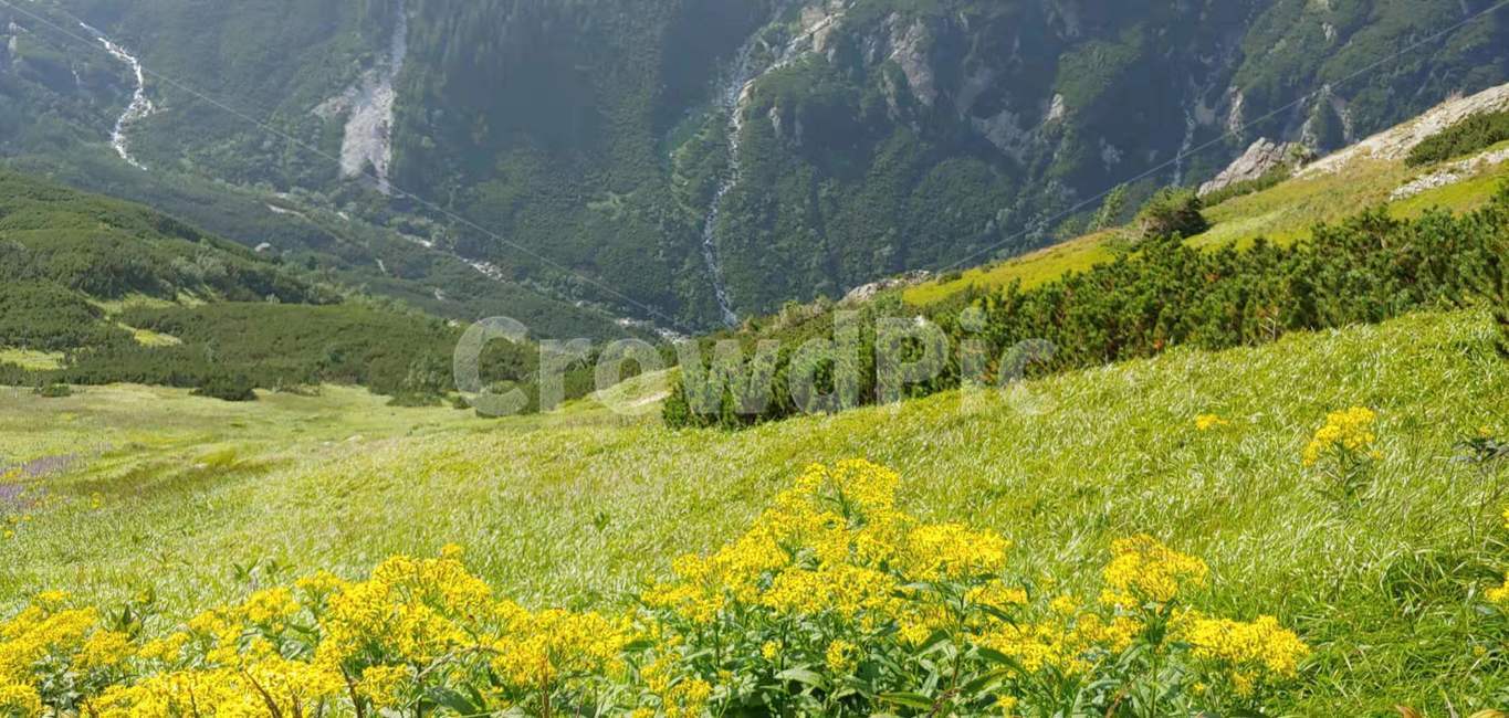 꽃,들,휴양림,자연,옥외,산,nature,outdoors,mountain,자연,풍경,nature,landscape