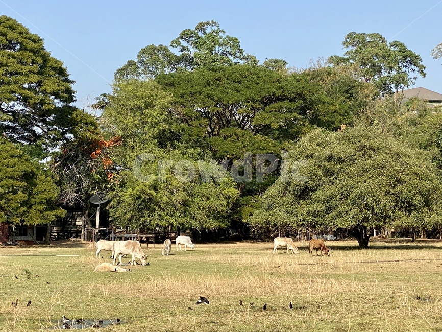 nature,자연,옥외,field,들,목초지,목가적분위기
