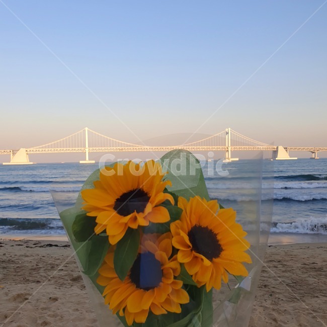꽃,flower,부산,광안리,광안대교,식물,plant,blossom,바다,하늘,풍경,꽃,flower