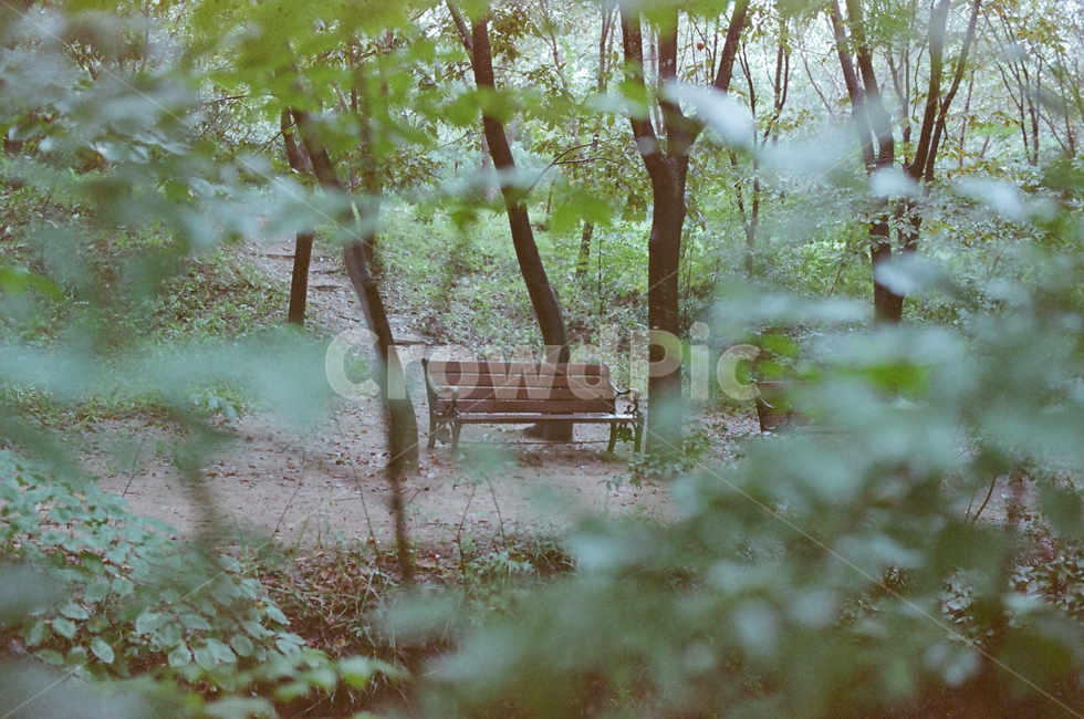 의자,벤치,나무의자,나무벤치,숲,흐린날,휴식,힐링,rest,relaxation,healing