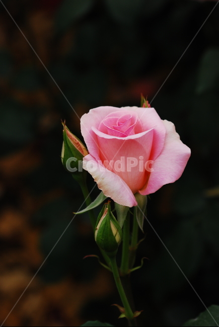 atmosphere,queen of seasons,pink,beauty,In May,rosary,Rose,petal,rose Festival,decoration,pretty,flowers,thorn,front yard,BEAUTIFUL,feeling,One bunch,flower,pink rose,plant,rose,garden