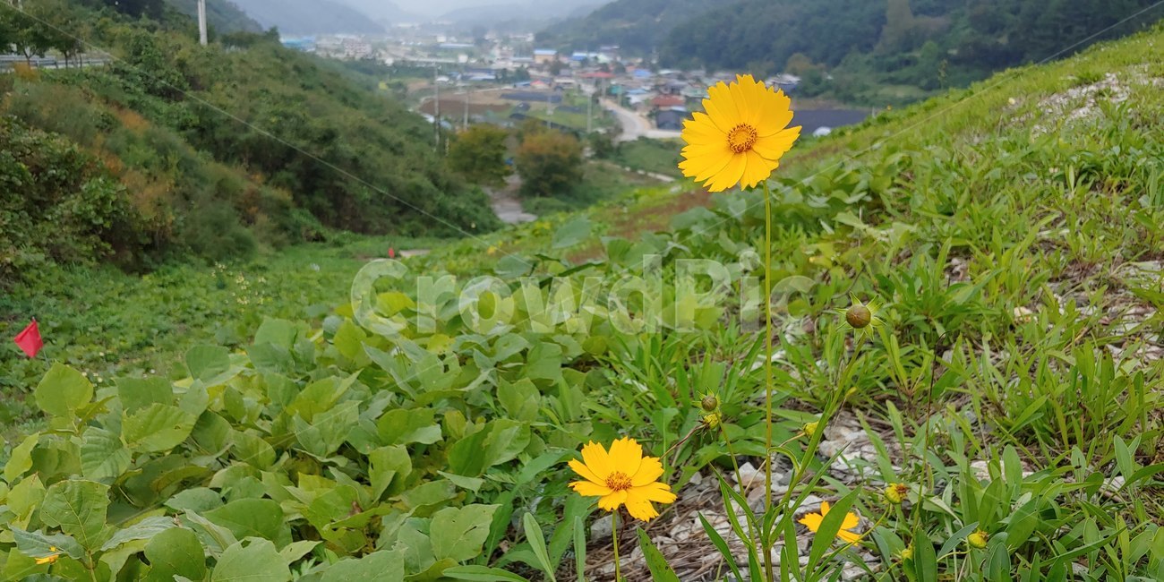 노란,노란꽃,민들레,가을,쓸쓸함,꽃,들판,시골,식물,plant,flower