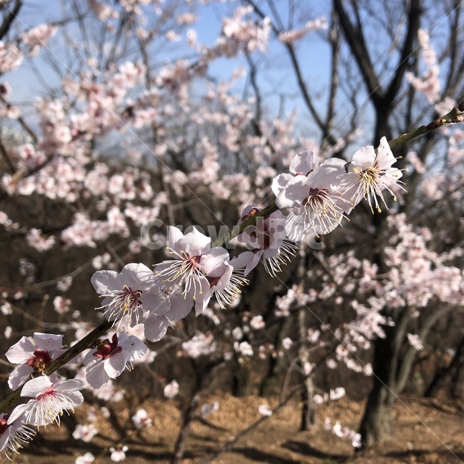 꽃,flower,벚꽃,자연,나무,plant,식물,blossom,식물,자연,plants,nature