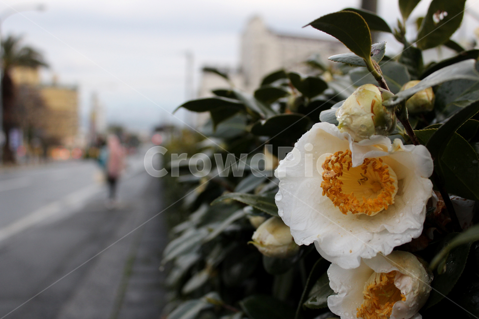 꽃,동백,배경,화이트,자연,식물,비,젖은,감성,감성사진,여백,하얀,white,flower,camelia,nature,background,식물,자연,plants,nature,꽃,flower