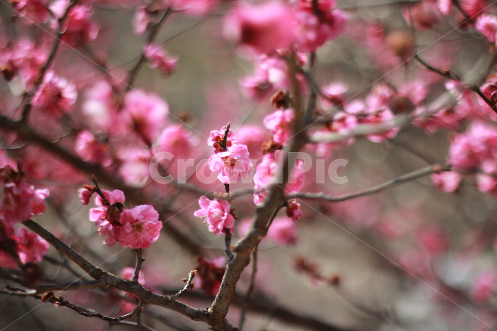 꽃,홍매화,매화,flower,봄,spring,봄꽃,매화꽃,매실,prunusmume,나무,가지,식물,korea,풍경,자연,season,plants,nature,경치,scenery,야외,식물,자연,plants,nature,꽃,flower