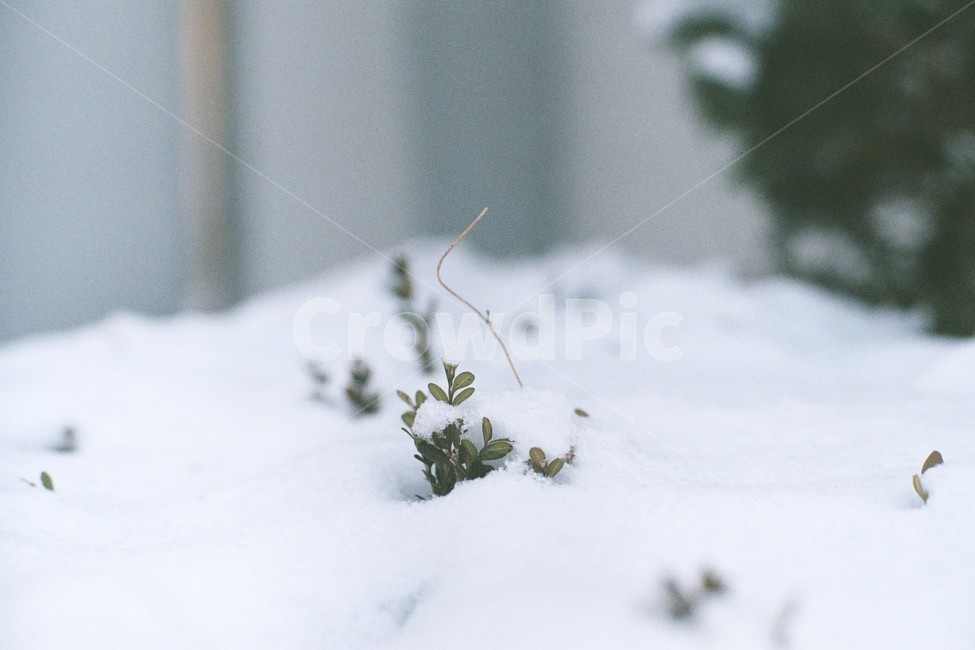 겨울,눈,snow,자연,nature,겨울,계절,winter,season,감성,sensible,feeling