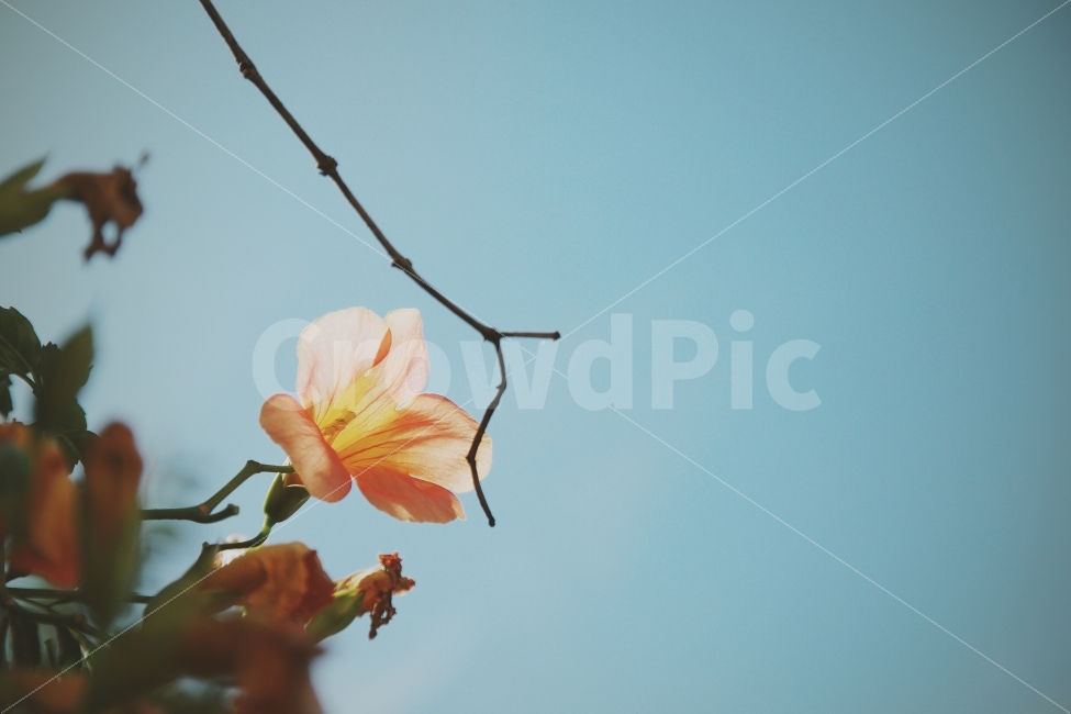 꽃,하늘,가을,풍경,자연,강,새,고요,아침,경관,풍광,nature,landscape,한국자연풍경,한자연경관,koreanaturelandscape,감성,감정,sensible,feeling,emotion,계절,season,마을,rural,한국전통,한국문화,koreatraditional,koreaculture,plant,나무,trees,wood,식물,자연,plants,nature,꽃,flower,감성,sensible,feeling